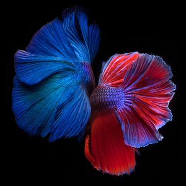 Original Fish Photography by Michael Filonow