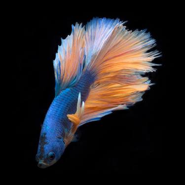 Betta 75 - Limited Edition of 50 thumb