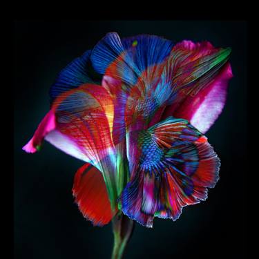 Print of Fine Art Floral Photography by Michael Filonow