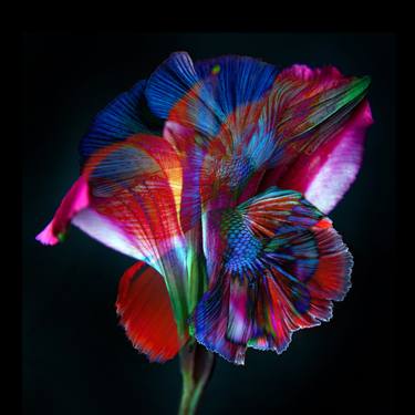 Original Floral Photography by Michael Filonow