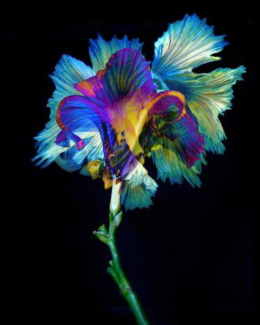 Original Conceptual Botanic Photography by Michael Filonow
