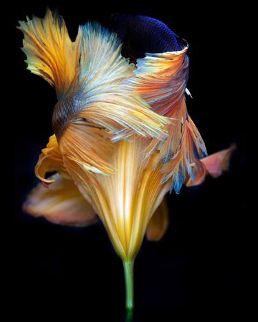 Original Abstract Botanic Photography by Michael Filonow