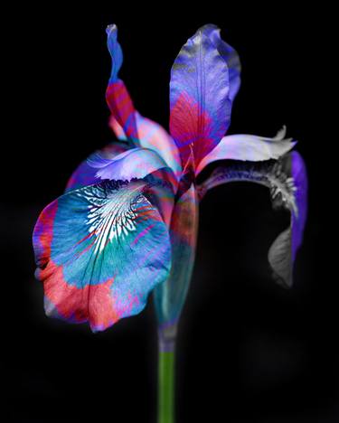 Print of Fine Art Botanic Photography by Michael Filonow