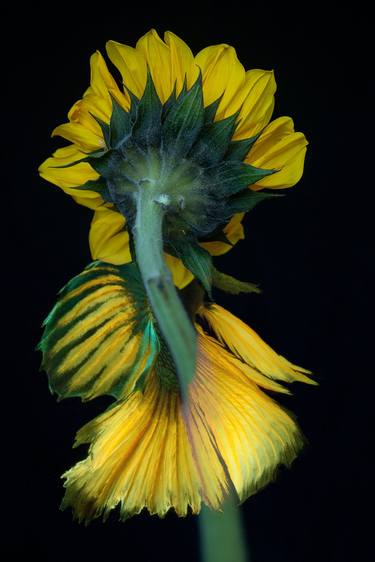 Original Fine Art Botanic Photography by Michael Filonow