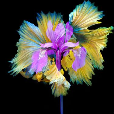 Original Conceptual Floral Photography by Michael Filonow