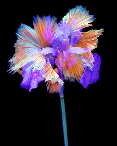 Original Abstract Floral Photography by Michael Filonow