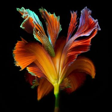 Print of Conceptual Floral Photography by Michael Filonow