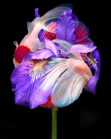 Print of Fine Art Botanic Photography by Michael Filonow
