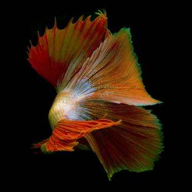 Print of Abstract Fish Photography by Michael Filonow