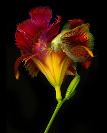 Print of Abstract Floral Photography by Michael Filonow