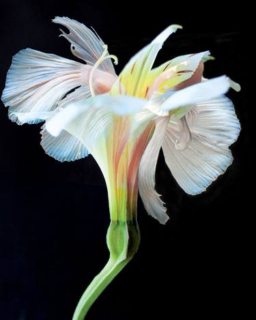 Print of Botanic Photography by Michael Filonow