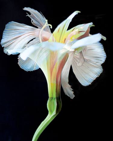 Original Fine Art Botanic Photography by Michael Filonow