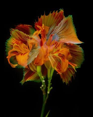 Original Conceptual Botanic Photography by Michael Filonow