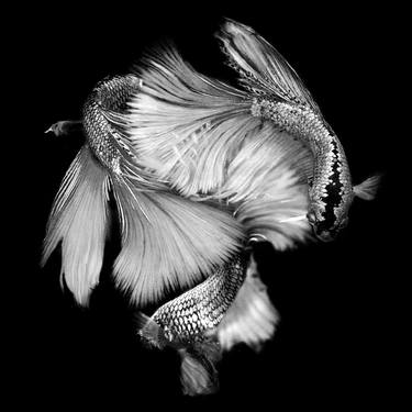 Betta BW 5 - Limited Edition of 30 thumb