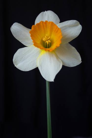 White Daffodil thumb