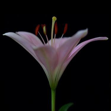 Original Fine Art Floral Photography by Michael Filonow