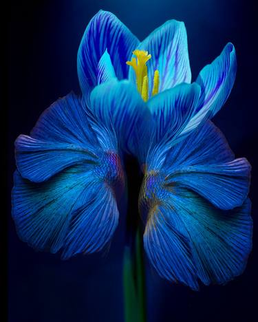 Original Fine Art Floral Photography by Michael Filonow