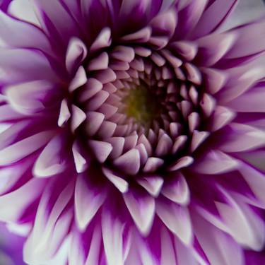 Print of Abstract Floral Photography by Michael Filonow