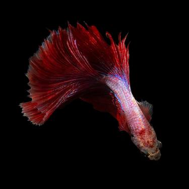 Print of Conceptual Fish Photography by Michael Filonow