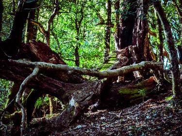 Original Abstract Expressionism Nature Photography by Rushad Bhesania