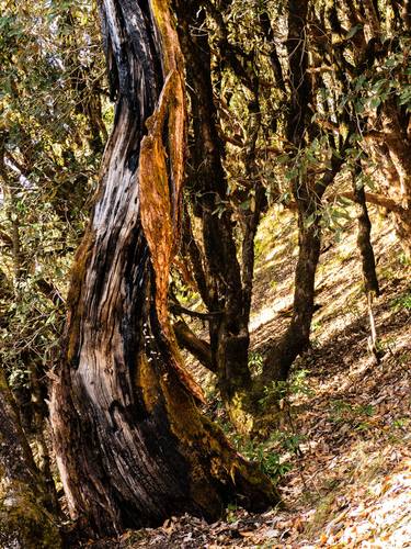 Original Abstract Nature Photography by Rushad Bhesania