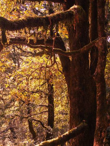 Original Installation Art Nature Photography by Rushad Bhesania