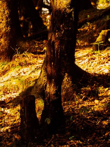 Original Abstract Nature Photography by Rushad Bhesania