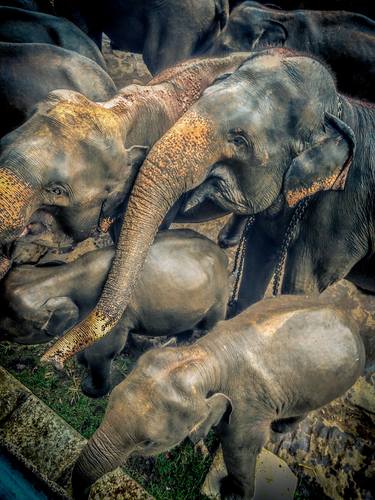 Original Documentary Animal Photography by Rushad Bhesania