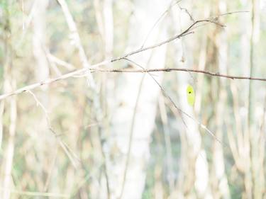 The last leaf. Birch Grove. Autumn thumb