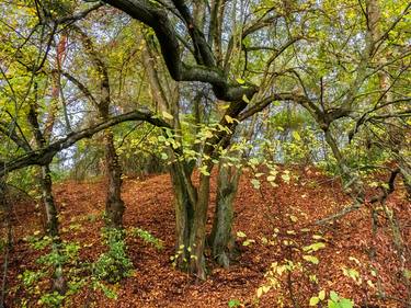 Print of Fine Art Tree Photography by Larissa Kiria