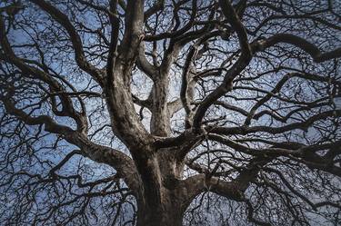 Original Abstract Tree Photography by Larissa Kiria