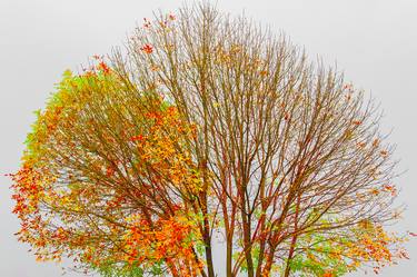 Original Abstract Tree Photography by Larissa Kiria