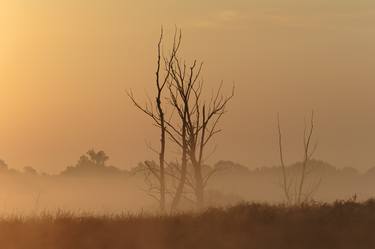 Print of Abstract Tree Photography by Larissa Kiria