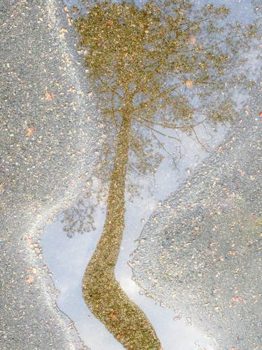 Unison. The tree and the sky are reflected in a puddle thumb