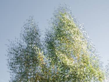 Crowns of two birches against a blue sky thumb