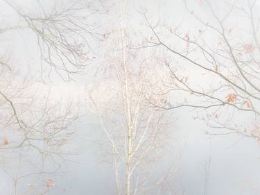 Print of Abstract Tree Photography by Larissa Kiria