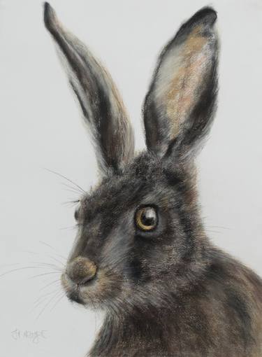 Original Animal Drawing by Jill Meager