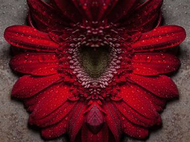 Original Floral Photography by Vincent DiLeo