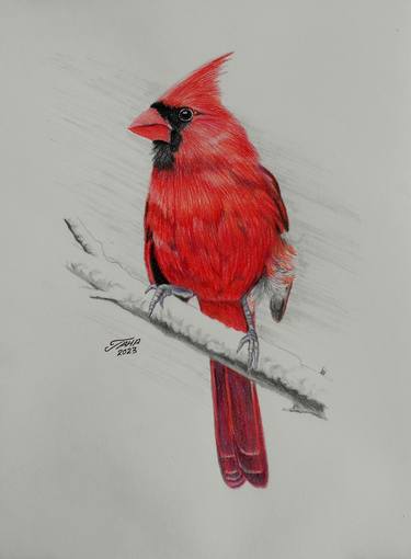 Original Realism Animal Drawings by Taha Mansour