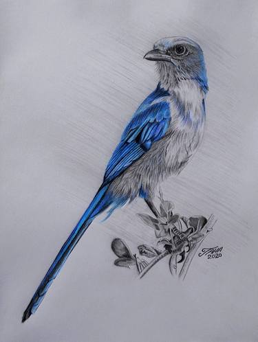 Original Animal Drawings by Taha Mansour