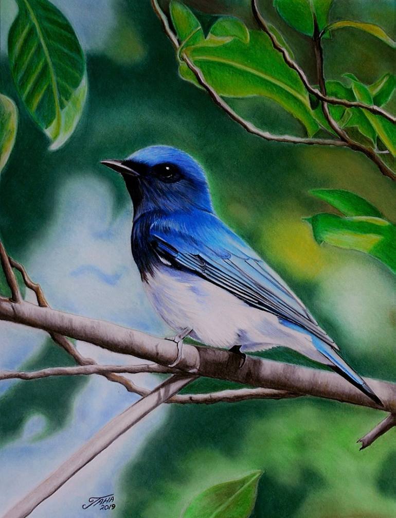 blue flycatcher