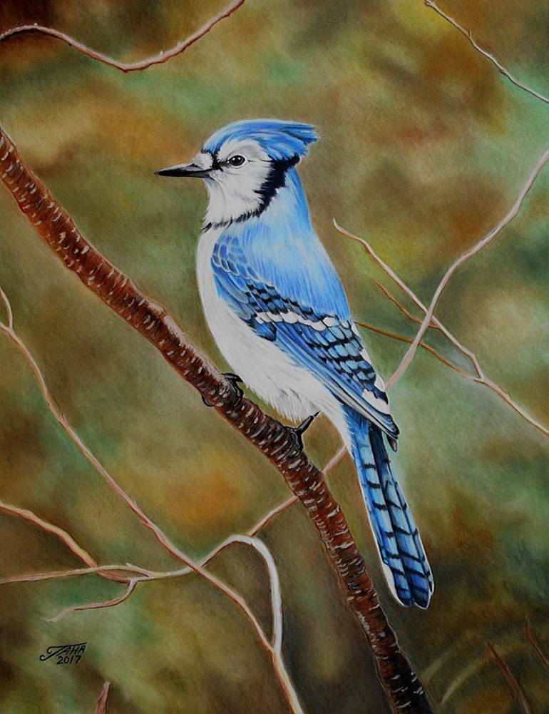 Blue Jay Drawing By Taha Mansour Saatchi Art