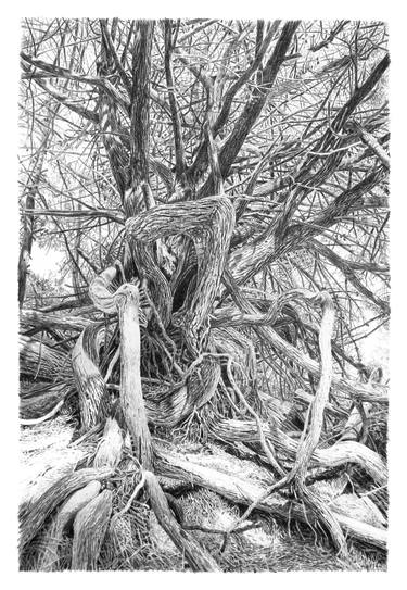 Original Realism Tree Drawings by Frédéric Jammes