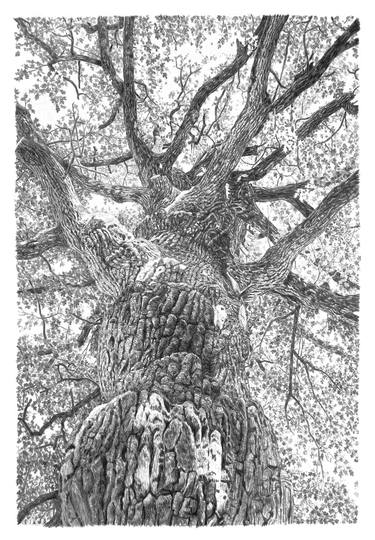 Original Realism Tree Drawings by Frédéric Jammes