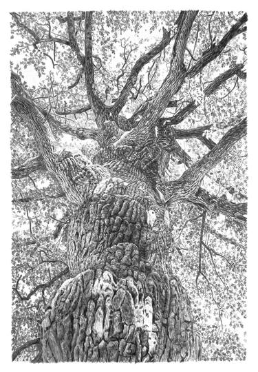 Original Tree Drawings by Frédéric Jammes