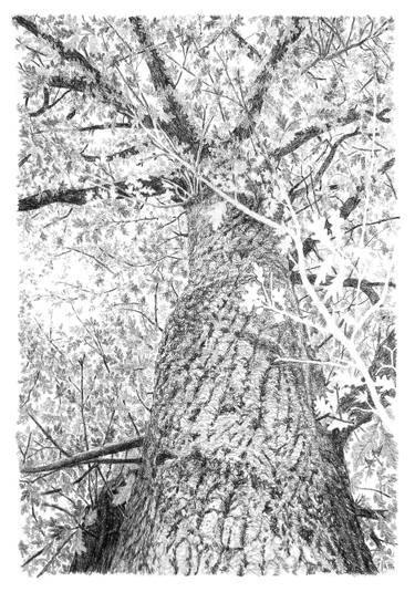 Original Realism Tree Drawings by Frédéric Jammes