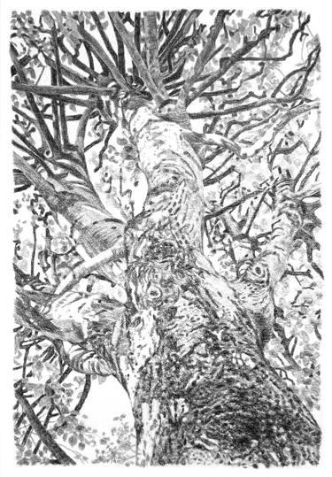 Original Realism Tree Drawings by Frédéric Jammes