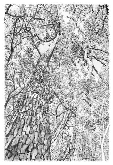 Original Tree Drawings by Frédéric Jammes