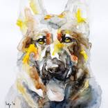German shepherd portrait by Inga Morales