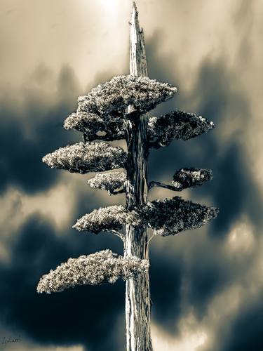 Original Conceptual Tree Photography by G o l a r e h
